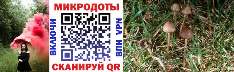 Купить закладки  Подольск  Псилоцибиновые грибы Magic Shrooms 
